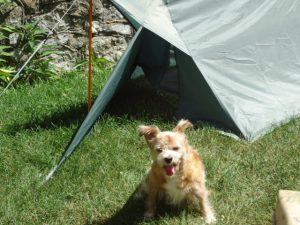 Dog Backpacking Tent Mark K IX Doggy Tent